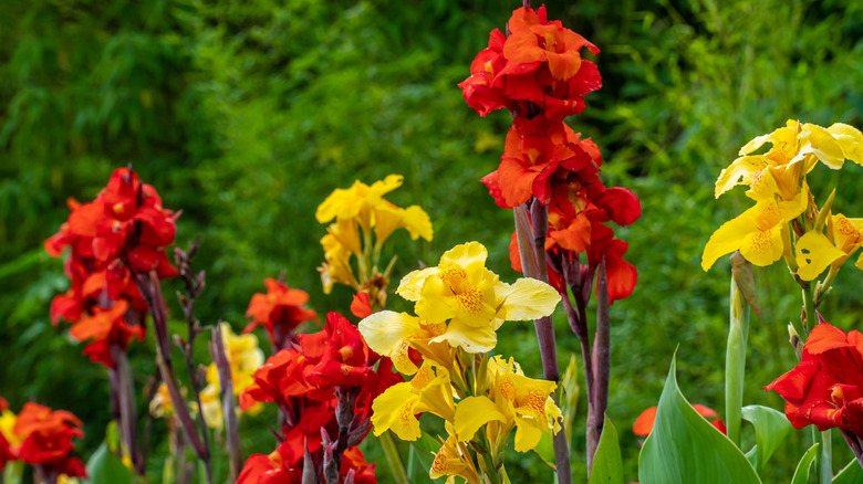 Blooming canna lilies growing in the garden