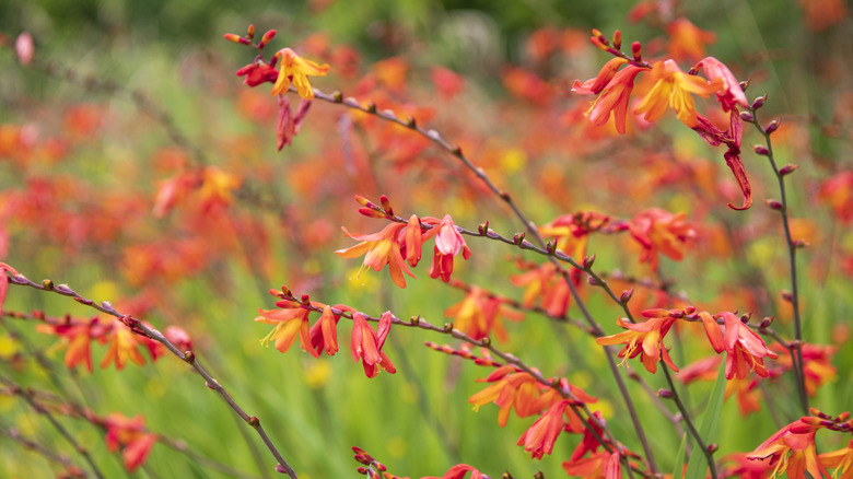 Blooming pink and orange crocosmia