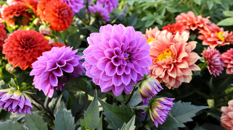 Colorful pink, purple, and red dahlias blooming