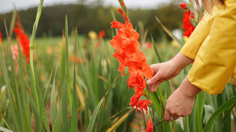 cutting gladiolus in the field