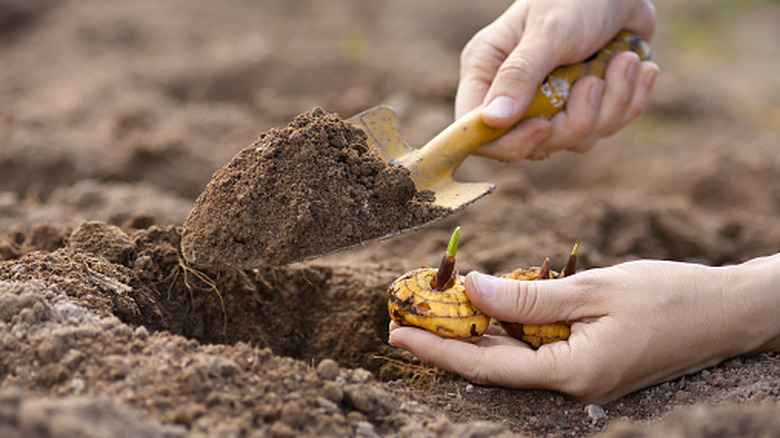 person planting gladiola bulbs
