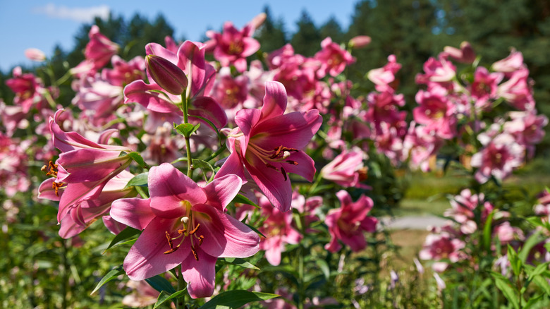 beautiful lilies growing in the garden