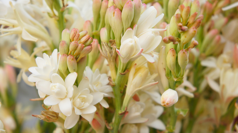 White tuberose flowers growing tightly together