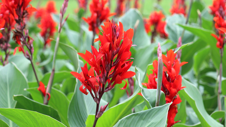 Cannas bloom red in a flower bed.