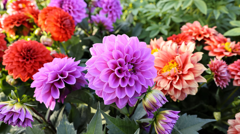 Beautiful dahlia flowers in shades of purple and orange.