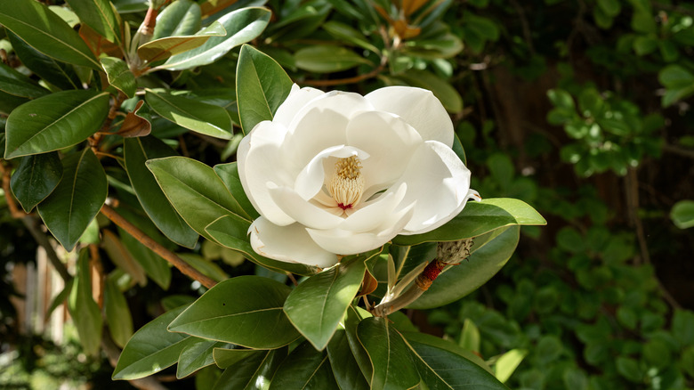 A white gardenia flower surrounded by deep green leaves.