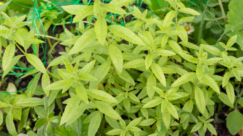 The green leaves of lemon verbena plants.