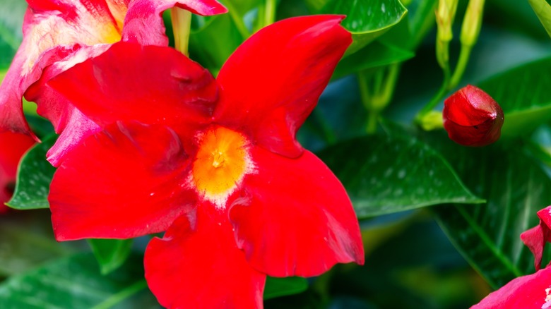 A vibrant red mandevilla blossom on the plant.