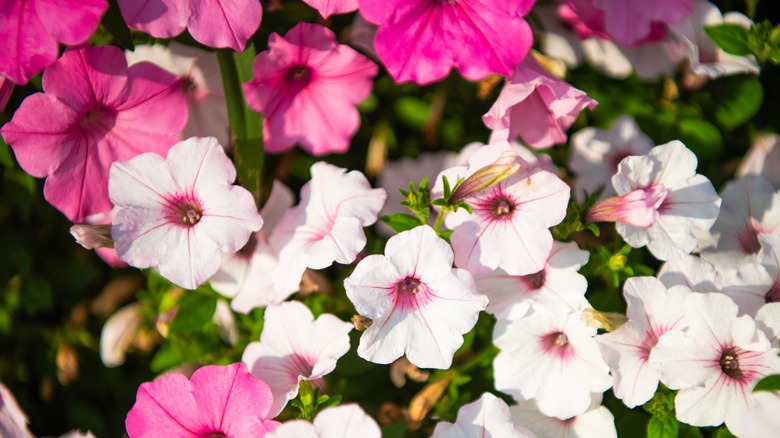Petunias blooming prolifically in various shades of pink.