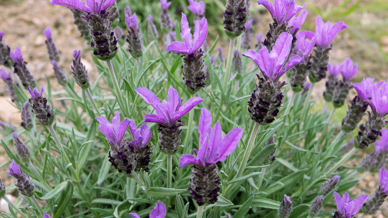 A Spanish lavender planted outdoors and covered in purple blooms.