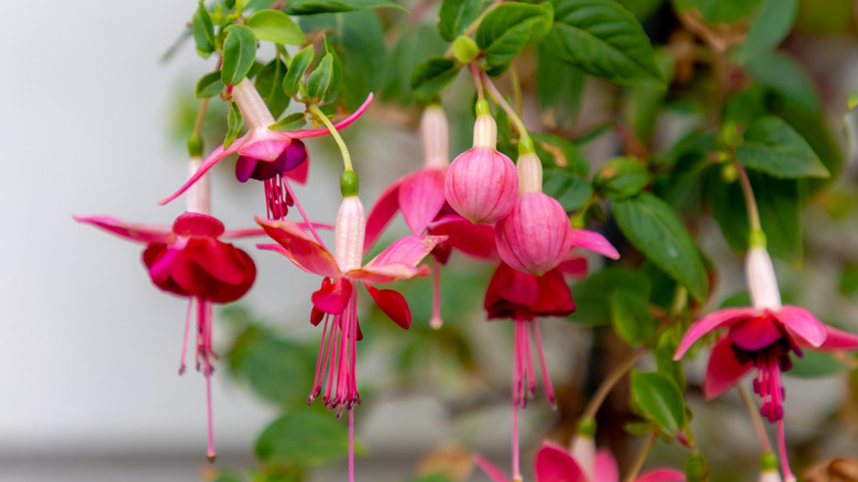 The vibrant blooms of a pink fuchsia hang elegantly from branches.