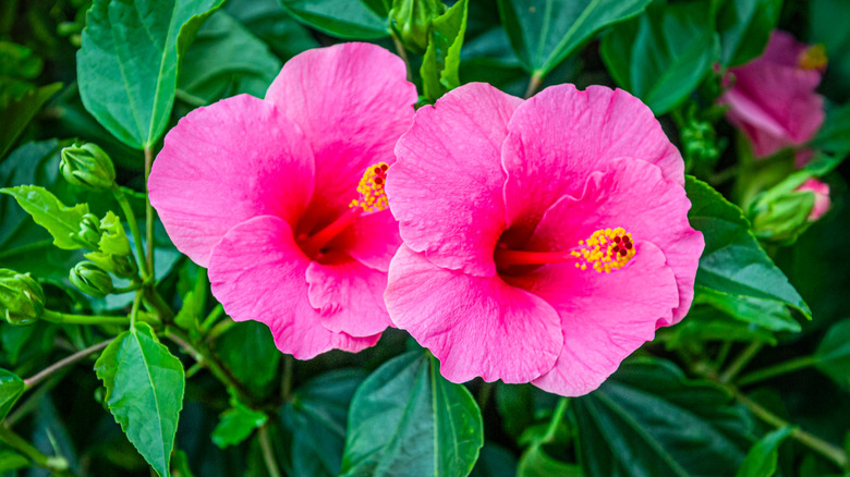 Beautiful pink hibiscus flowers in surrounded by green leaves.