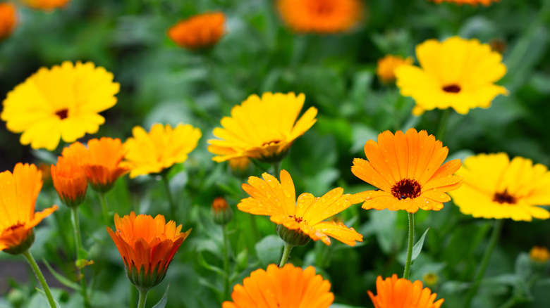 orange and yellow calendula flowers with green stems and leaves