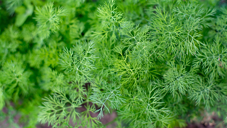 close up photo of green dill plants foliage