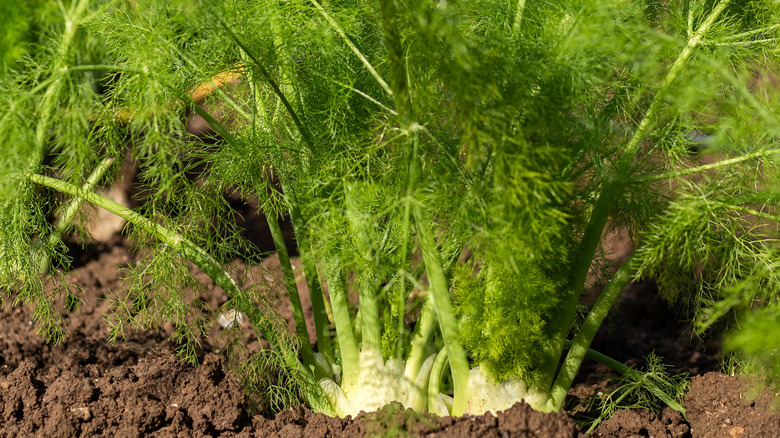 photo of fennel plant in soil with green foliage and white root