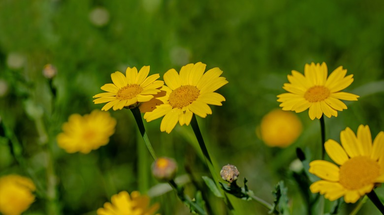 yellow golden marguerites on long thin green stems
