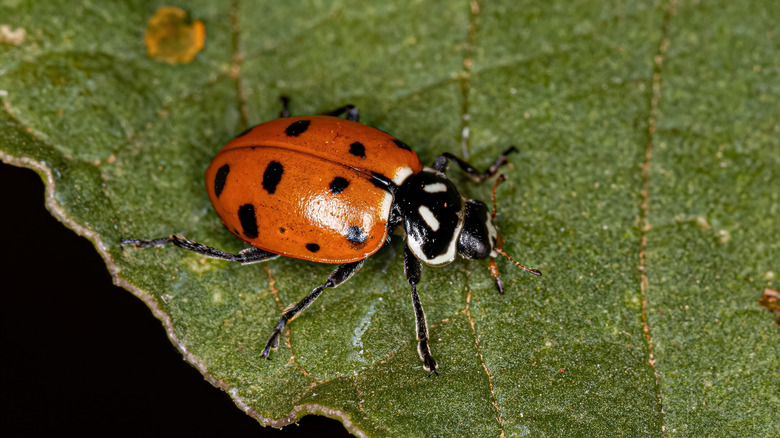 A native Hippodamia convergens ladybug on a leaf