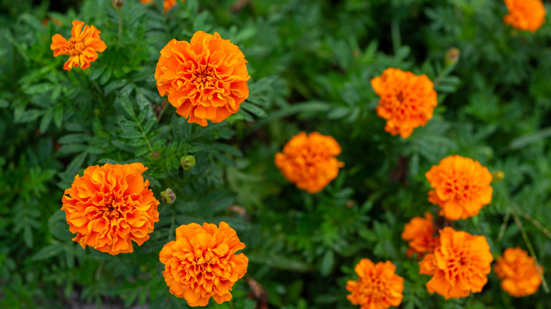 orange marigolds with dense petals on green foliage blackground