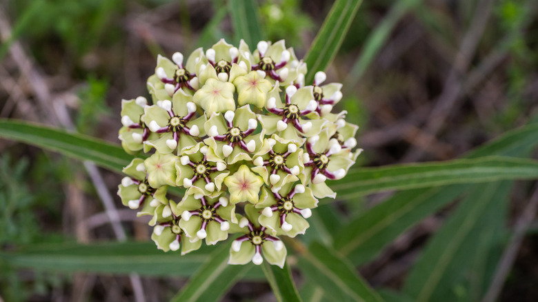 dense and intricate light gree nand purple milkweed flowers with green leaves