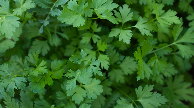Close up of green parsley leaves