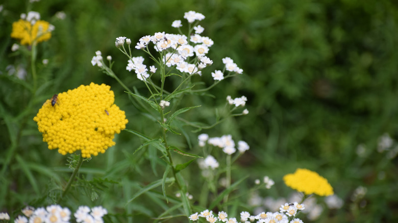 yellow yarrow with white wildflowers and bees