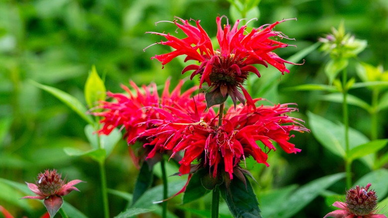 The red blooms of a bee balm plant are pictured in front of a green blurred background