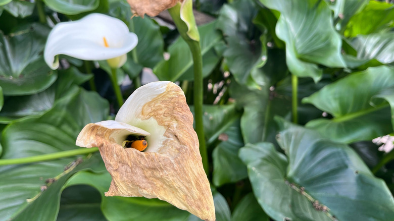 White calla lilies with some browning blooms