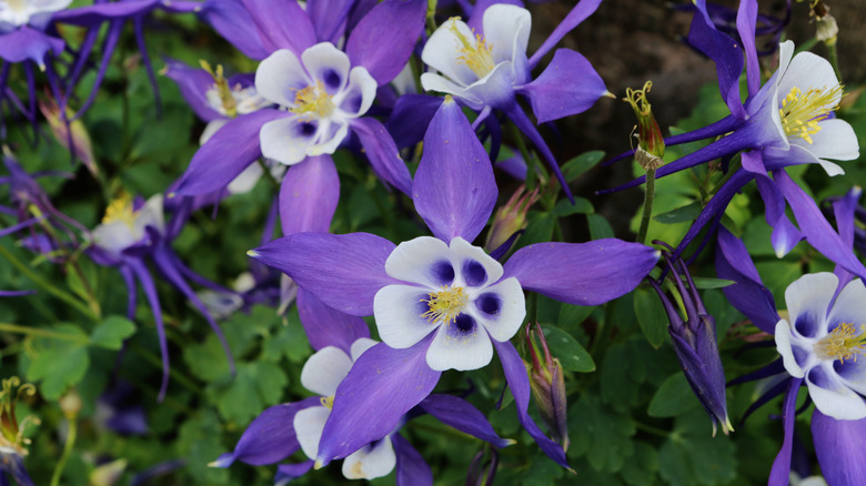 Purple columbine flowers bloom outdoors