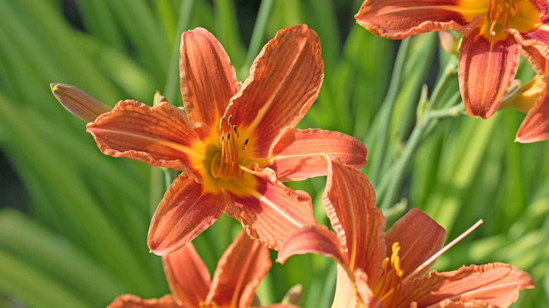 Red-orange daylily plants bloom in a garden