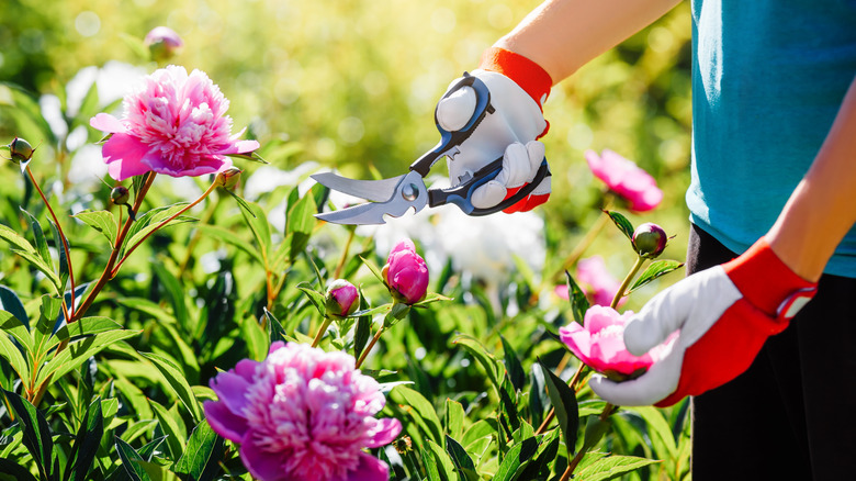 A gardener's hands cut into a peony plant with pink blooms