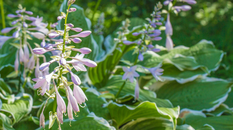 Purple hostas bloom in a partially shaded garden