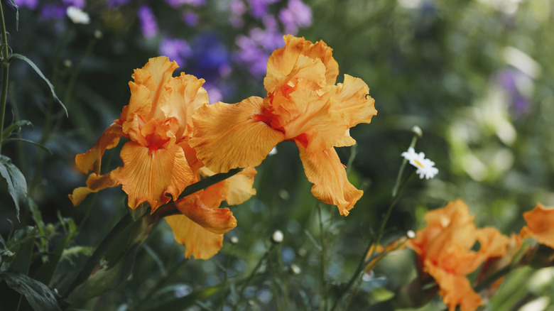 Orange irises bloom in a garden with other flowering plants in the background