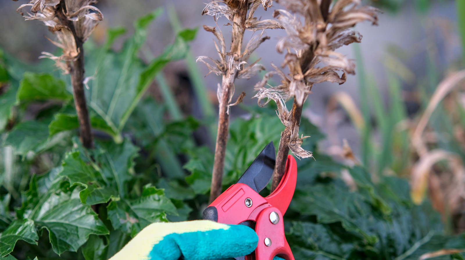 10 Plants That Need To Be Cut Back After The First Frost, image size:1600x896