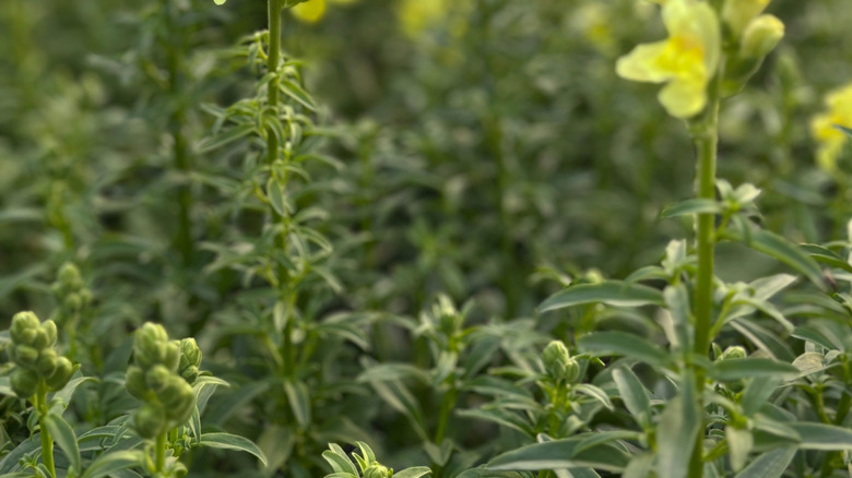 The yellow blooms of a snapdragon plant