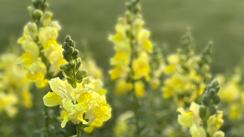 The yellow blooms of a snapdragon plant