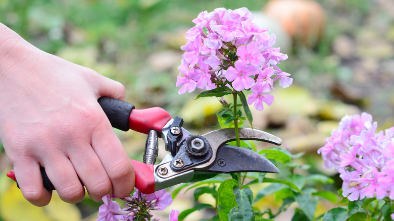 A gardener holding red pruners cuts a pink-blooming tall phlox