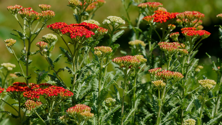 A stand of red yarrow in various blooms stages grows in a garden