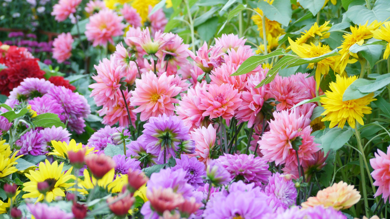 Closeup of colorful chrysanthemums
