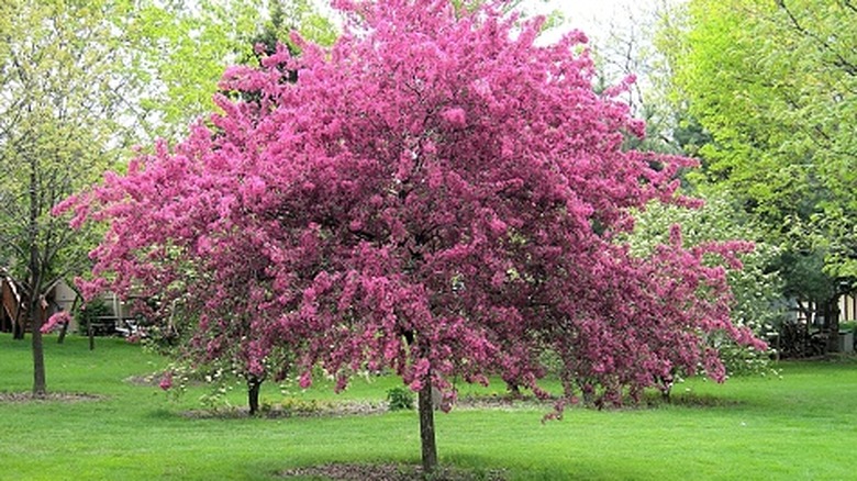 Crabapple tree blooming with pink flowers in a park