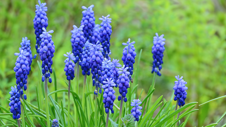 Closeup of grape hyacinth flowers growing in a garden