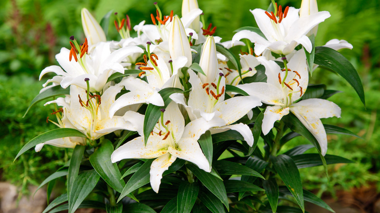 Closeup of blooming white lilies