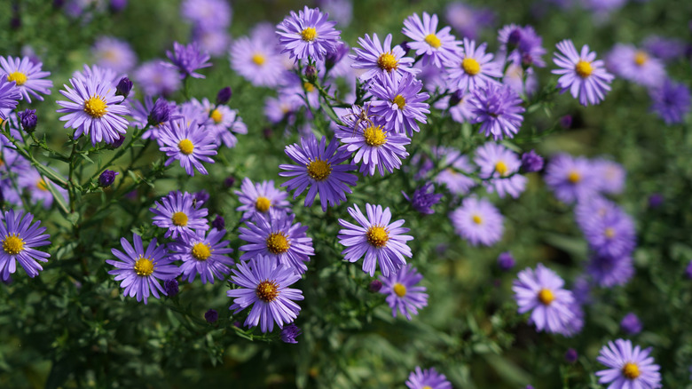 Closeup of a lavender Michaelmas daisies shrub