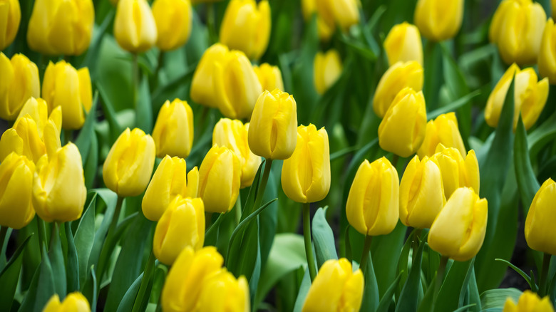 Closeup of bright yellow tulips