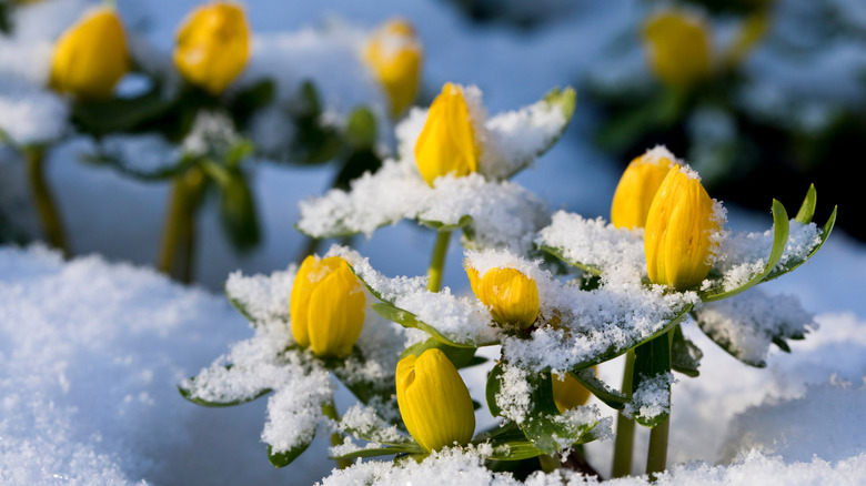 Winter aconite flowers