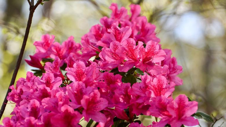 bright pink azalea blossoms
