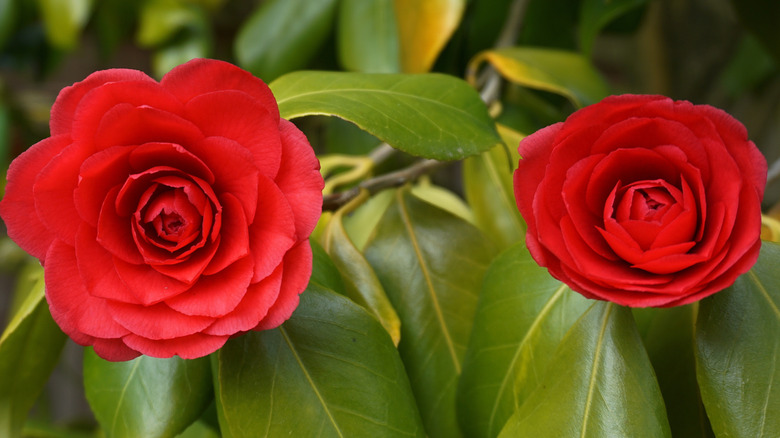 Two healthy red camellia blossoms