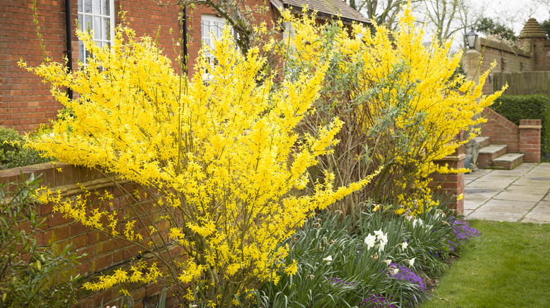 Forsythia bushes growing in residential yard