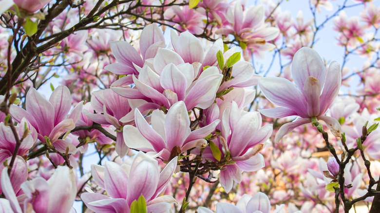 close up view of magnolia tree flowers