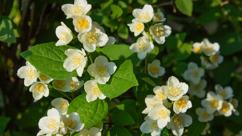 cluster of mock orange blossoms