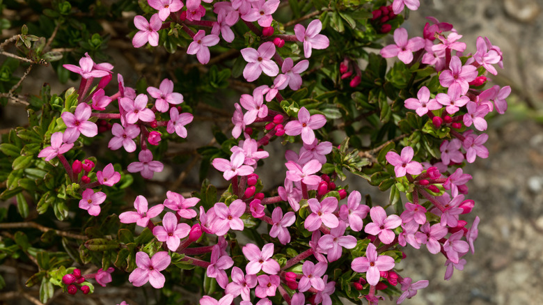 pink buds and blossoms on rose daphne shrub